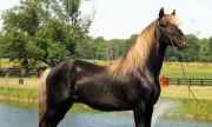 Лошадь скалистых гор (Rocky Mountain Horse)