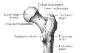Бедренная кость Наружные мышцы таза